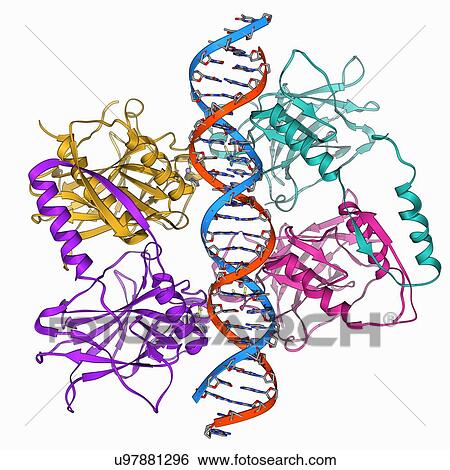 Tumour suppressor protein with DNA View Large Illustration Stock Illustration - Tumour suppressor protein with DNA. Fotosearch