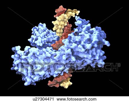 Type I topoisomerase protein bound to DNA View Large Illustration Clip Art - Type I topoisomerase protein bound to DNA. Fotosearch