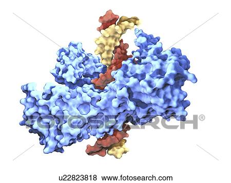 Type I topoisomerase protein bound to DNA View Large Illustration Stock Illustration - Type I topoisomerase protein bound to DNA. Fotosearch
