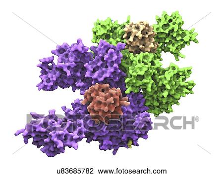 Ubiquitin activating enzyme protein E1 View Large Illustration Drawing - Ubiquitin activating enzyme protein E1. Fotosearch