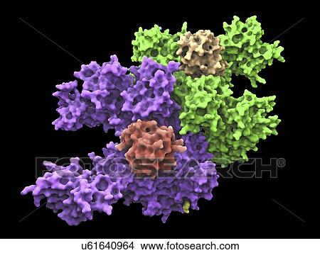 Stock Illustration - Ubiquitin activating enzyme protein E1. Fotosearch