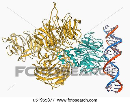 Stock Illustration - UV-damaged DNA-binding protein and DNA. Fotosearch