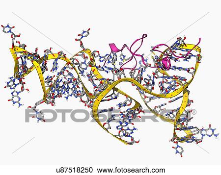 Viral RNA packaging signal complex View Large Illustration Clipart - Viral RNA packaging signal complex. Fotosearch