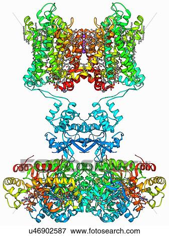 Stock Illustration - Voltage-gated potassium channel. Fotosearch