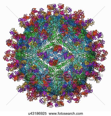 Stock Illustration - West Nile virus and antibodies. Fotosearch