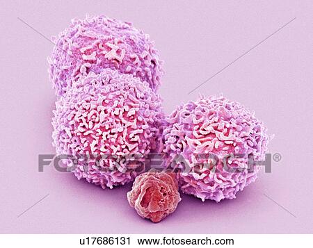 White blood cell and platelet, SEM View Large Illustration Clip Art - White blood cell and platelet, SEM. Fotosearch