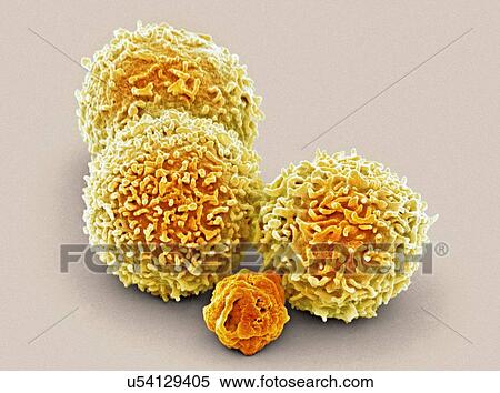 Stock Illustration - White blood cell and platelet, SEM. Fotosearch