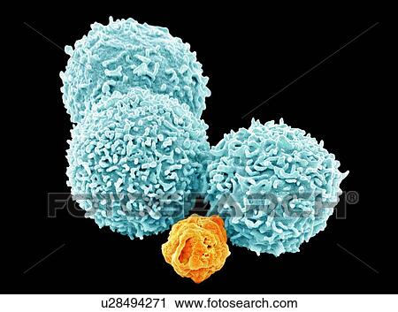 White blood cells, SEM View Large Illustration Clip Art - White blood cells, SEM. Fotosearch