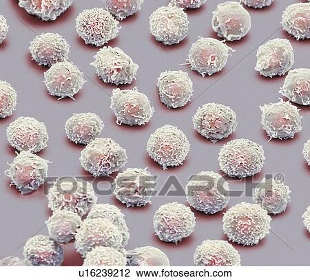 White blood cells, SEM View Large Illustration Drawing - White blood cells, SEM. Fotosearch