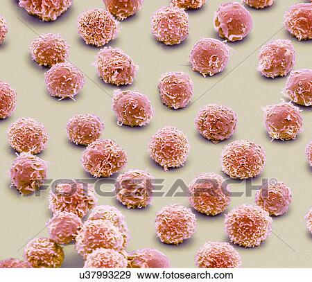 White blood cells, SEM View Large Illustration Stock Illustration - White blood cells, SEM. Fotosearch