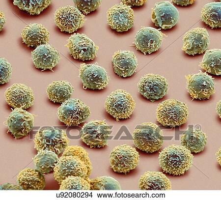 Stock Illustration - White blood cells, SEM. Fotosearch