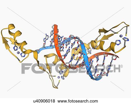 Stock Illustration - Wilms tumor suppressor bound to DNA. Fotosearch