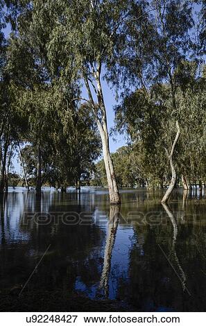 Winter Swamp View Large Illustration Stock Illustration - Winter Swamp. Fotosearch