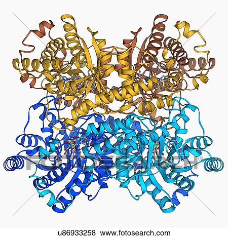 Xylose isomerase complex View Large Illustration Stock Illustration - Xylose isomerase complex. Fotosearch