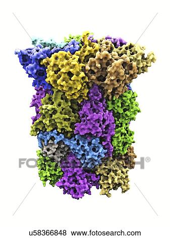 Stock Illustration - Yeast enzyme, molecular model. Fotosearch