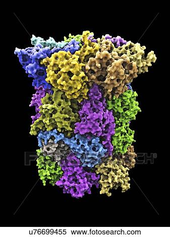 Yeast enzyme, molecular model View Large Illustration Stock Illustration - Yeast enzyme, molecular model. Fotosearch
