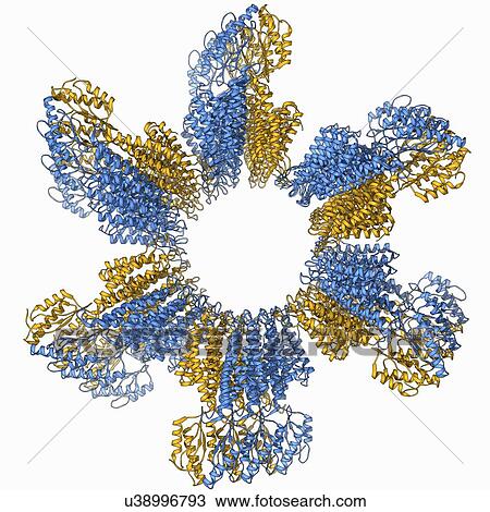 Zinc transporter Yiip molecule View Large Illustration Drawing - Zinc transporter Yiip molecule. Fotosearch