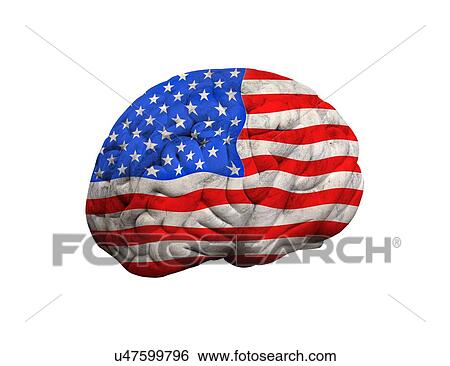 American brain, conceptual artwork View Large Illustration Stock Illustration - American brain, conceptual artwork. Fotosearch