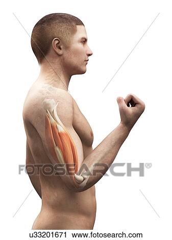 Clip Art - Biceps muscle, artwork. Fotosearch
