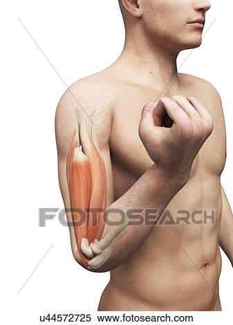 Biceps muscle, artwork View Large Illustration Stock Illustration - Biceps muscle, artwork. Fotosearch