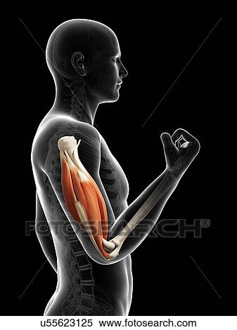 Biceps muscle, artwork View Large Illustration Stock Illustration - Biceps muscle, artwork. Fotosearch