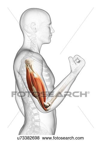 Stock Illustration - Biceps muscle, artwork. Fotosearch