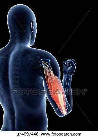 Stock Illustration - Biceps muscle, artwork. Fotosearch