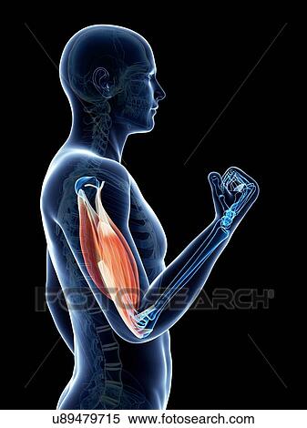 Biceps muscle, artwork View Large Illustration Stock Illustration - Biceps muscle, artwork. Fotosearch