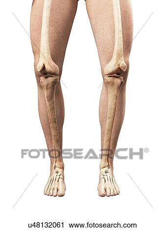 Clip Art - Bowed legs, artwork. Fotosearch