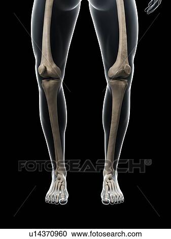 Clipart - Bowed legs, artwork. Fotosearch