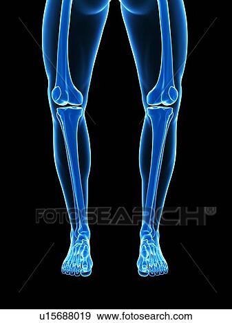 Stock Illustration - Bowed legs, artwork. Fotosearch