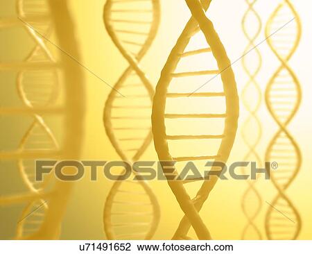 DNA molecules, artwork View Large Illustration Drawing - DNA molecules, artwork. Fotosearch
