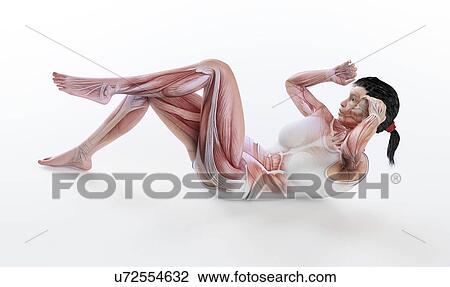 Drawing - Female anatomy, artwork. Fotosearch