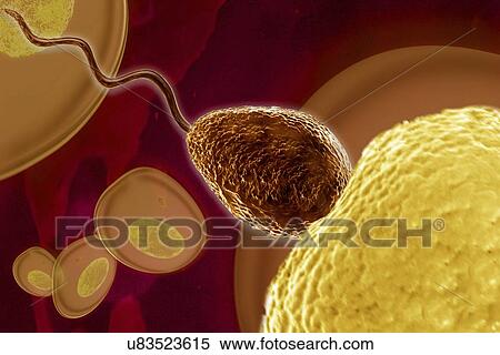 Fertilisation, artwork View Large Illustration Stock Illustration - Fertilisation, artwork. Fotosearch