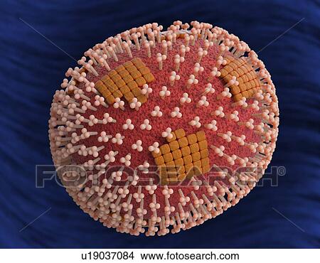 Flu virus particle, artwork View Large Illustration Stock Illustration - Flu virus particle, artwork. Fotosearch