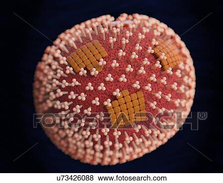 Flu virus particle, artwork View Large Illustration Stock Illustration - Flu virus particle, artwork. Fotosearch