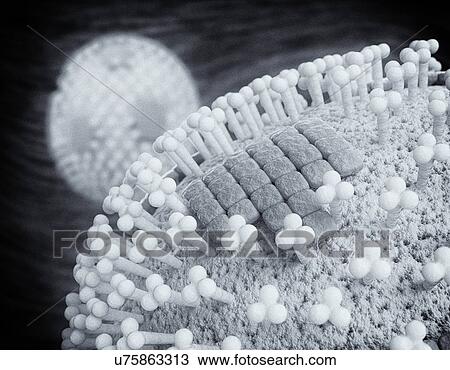 Flu virus particles, artwork View Large Illustration Drawing - Flu virus particles, artwork. Fotosearch