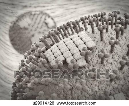 Flu virus particles, artwork View Large Illustration Stock Illustration - Flu virus particles, artwork. Fotosearch