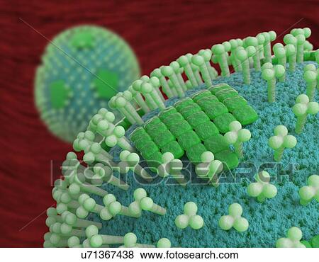 Flu virus particles, artwork View Large Illustration Stock Illustration - Flu virus particles, artwork. Fotosearch