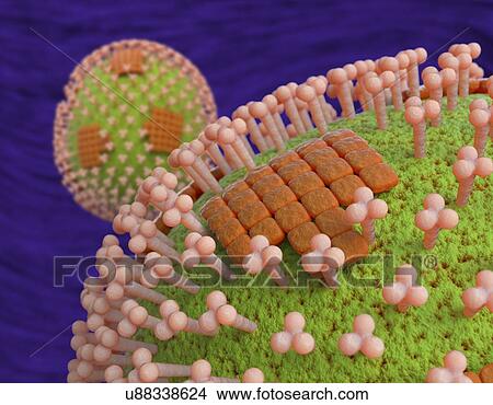 Flu virus particles, artwork View Large Illustration Stock Illustration - Flu virus particles, artwork. Fotosearch