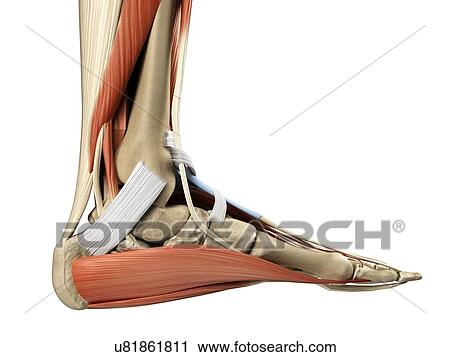 Foot anatomy, artwork View Large Illustration Clip Art - Foot anatomy, artwork. Fotosearch
