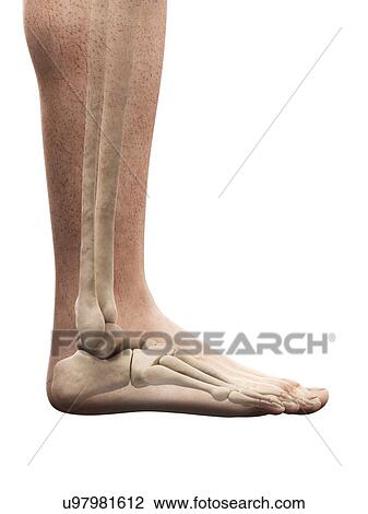 Foot anatomy, artwork View Large Illustration Drawing - Foot anatomy, artwork. Fotosearch