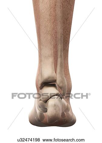 Stock Illustration - Foot anatomy, artwork. Fotosearch