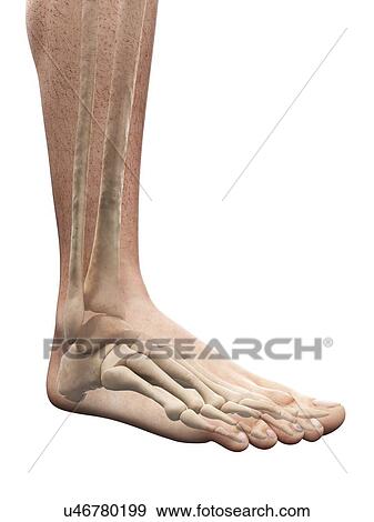 Stock Illustration - Foot anatomy, artwork. Fotosearch