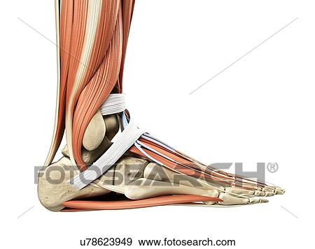 Foot anatomy, artwork View Large Illustration Stock Illustration - Foot anatomy, artwork. Fotosearch