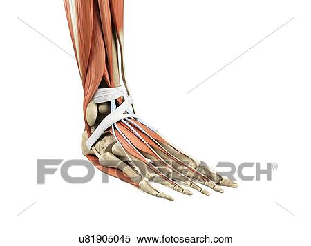 Foot anatomy, artwork View Large Illustration Stock Illustration - Foot anatomy, artwork. Fotosearch