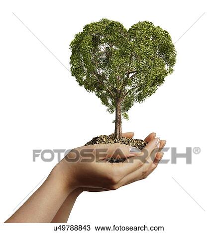 Drawing - Heart-shaped tree, artwork. Fotosearch
