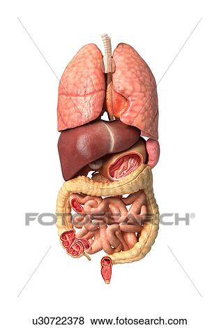 Stock Illustration - Human anatomy, artwork. Fotosearch