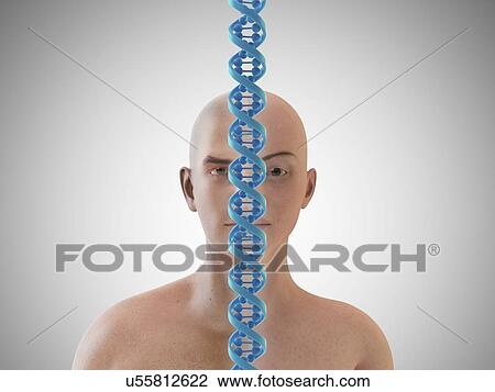 Human genome, conceptual artwork View Large Illustration Drawing - Human genome, conceptual artwork. Fotosearch