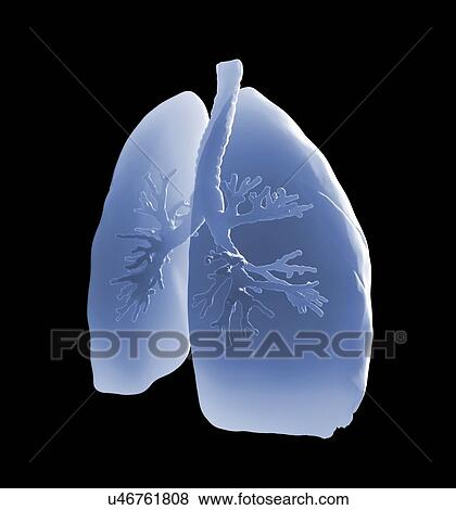 Human lungs, artwork View Large Illustration Stock Illustration - Human lungs, artwork. Fotosearch